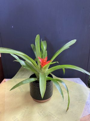 Guzmania 4 ’’