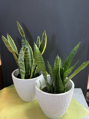 Sansevière 6 ’’