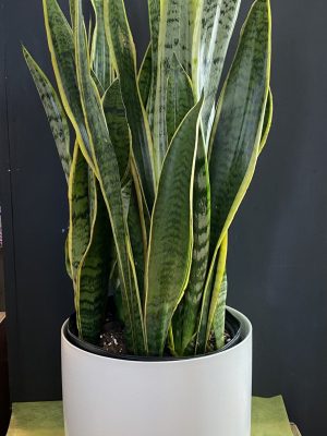 Sansevière 8 ’’