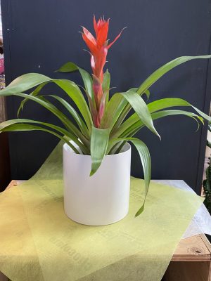 Guzmania 6 ’’