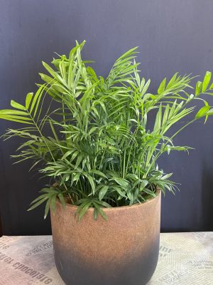 Chamaedorea 6 ’’